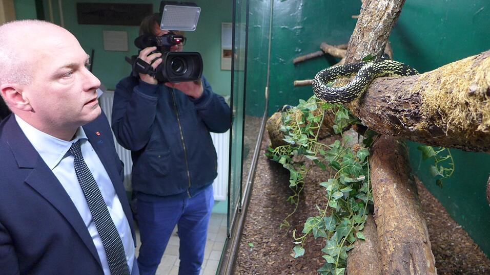 Posing vor dem 'H&uuml;hnerfresser': die interessant gelb-schwarz gestromte Schlange lebt und ern&auml;hrt sich in Freiheit auf B&auml;umen. (Foto: web)
