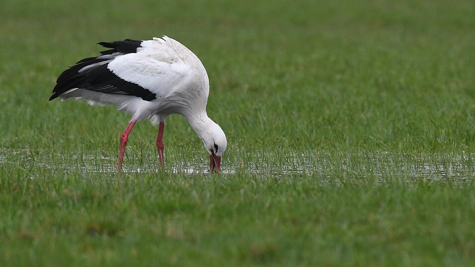 Ein Weißstorch in der Regentalaue auf Futtersuche. Ein Weißstorch in der Regentalaue auf Futtersuche.