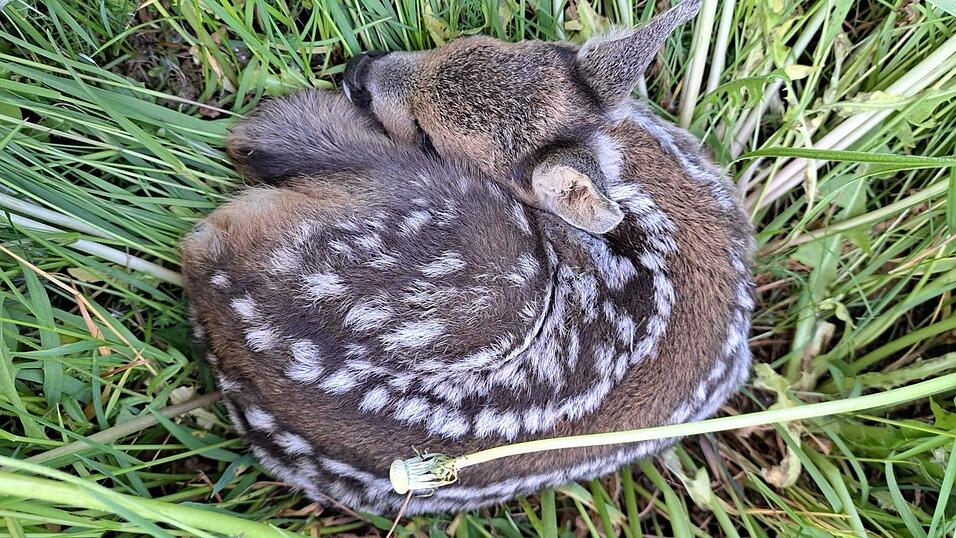 Wichtig ist, dass die Helfer die Rehe nie mit blo&szlig;en H&auml;nden anfassen, denn dann werden sie vom Muttertier versto&szlig;en.