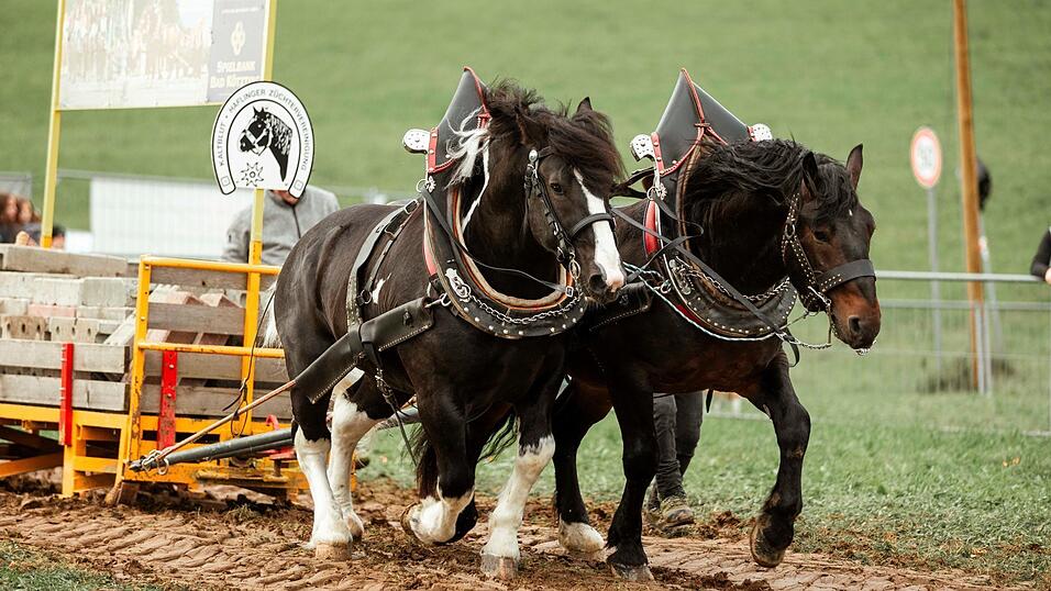 Die vierbeinigen Kraftprotze legten sich am Zugschlitten in die Riemen.