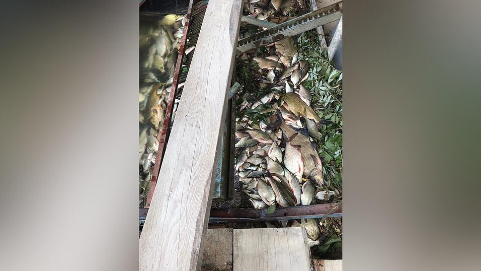 Am Sandsbacher Kraftwerk wurden am Donnerstag wohl Tausende toter Fische angeschwemmt. Am Sandsbacher Kraftwerk wurden am Donnerstag wohl Tausende toter Fische angeschwemmt.