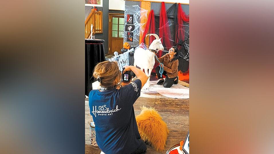 Ziegenbock Gustl vom Groitlhof stand Modell für die Fotografin. Ziegenbock Gustl vom Groitlhof stand Modell für die Fotografin.