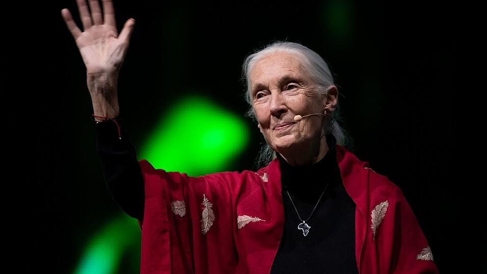 Der Tod der berühmten Schimpansenforscherin Jane Goodall hat weltweit Trauer ausgelöst. (Archivbild)