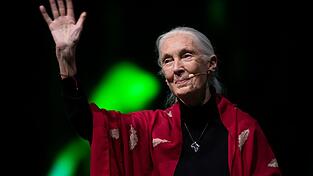 Der Tod der berühmten Schimpansenforscherin Jane Goodall hat weltweit Trauer ausgelöst. (Archivbild)