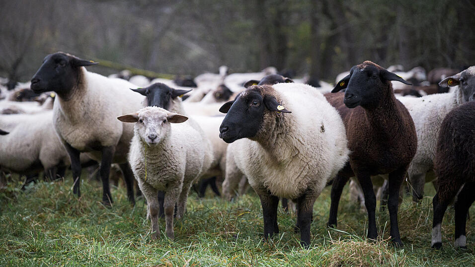 Ein Auto erfasste bei Tiefenbach eine Schafherde. (Symbolbild)