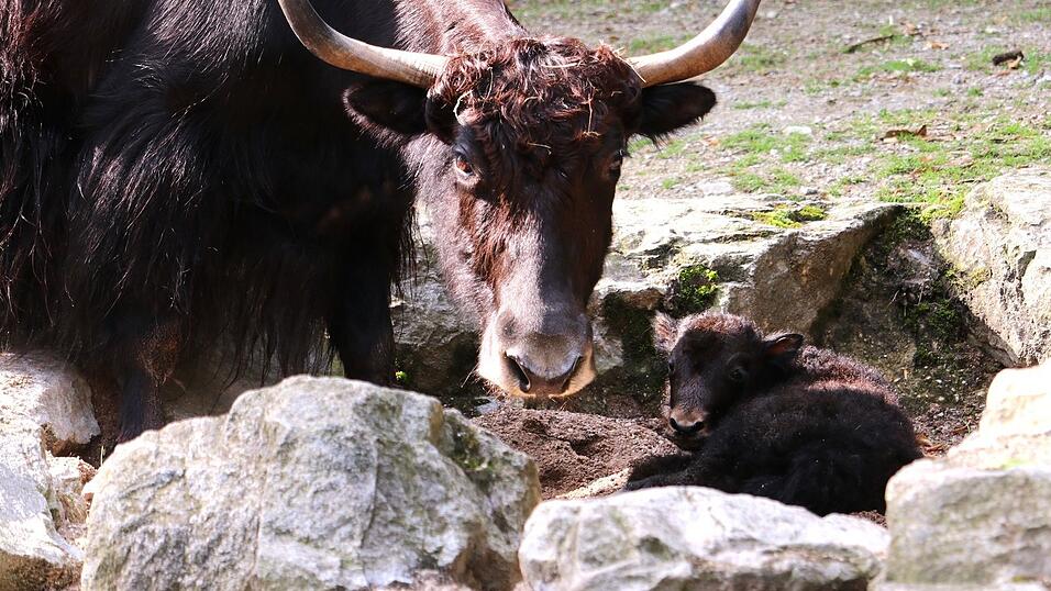 Zwei gesunde kleine Yaks wurden im Tiergarten Straubing geboren. Zwei gesunde kleine Yaks wurden im Tiergarten Straubing geboren.