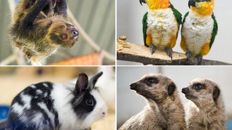 Die vier Fotos zeigen ein Faultier (oben, l-r), zwei Rostkappenpapageien, ein Zwergkaninchen (unten-l-r) und zwei Erdmännchen, aufgenommen am 20.02.2016 im Zoogeschäft Zajac in Duisburg (Nordrhein-Westfalen). Die vier Fotos zeigen ein Faultier (oben, l-r), zwei Rostkappenpapageien, ein Zwergkaninchen (unten-l-r) und zwei Erdmännchen, aufgenommen am 20.02.2016 im Zoogeschäft Zajac in Duisburg (Nordrhein-Westfalen).