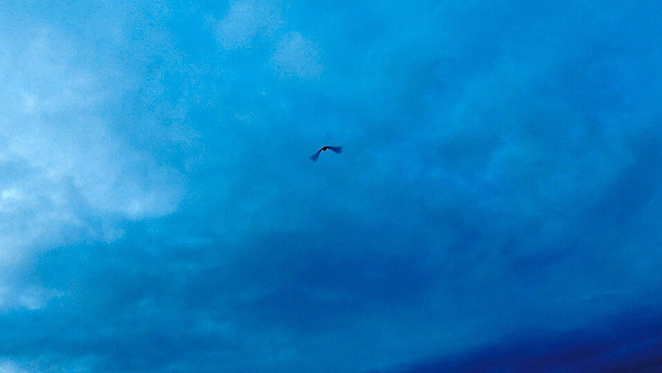 Mit kräftigem Flügelschlag strebt der Nachtgreifvogel in den nächtlichen Himmel. Mit kräftigem Flügelschlag strebt der Nachtgreifvogel in den nächtlichen Himmel.