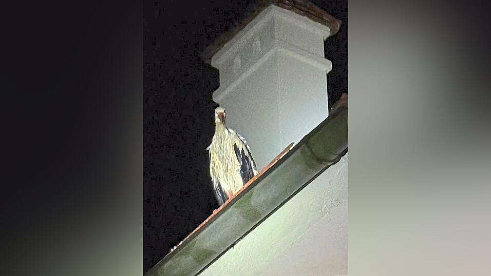 Einer der Störche hat das Unglück den Berichten nach überlebt. Sichtungen zeugen davon, dass er am Tag darauf auf den Vilswiesen gesehen worden sei. Einer der Störche hat das Unglück den Berichten nach überlebt. Sichtungen zeugen davon, dass er am Tag darauf auf den Vilswiesen gesehen worden sei.