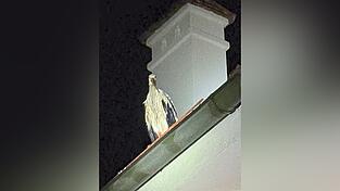 Einer der Störche hat das Unglück den Berichten nach überlebt. Sichtungen zeugen davon, dass er am Tag darauf auf den Vilswiesen gesehen worden sei.