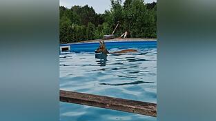 Ein Reh ist in einen Pool gefallen. Ein Reh ist in einen Pool gefallen.