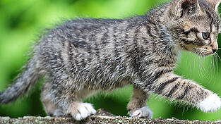 Bayerische Tierheime sind mit der Flut an Katzenbabys überfordert. Eine Katzenschutzverordnung, die der Tierschutzbund aktuell fordert, könnte Abhilfe schaffen. (Symbolbild)