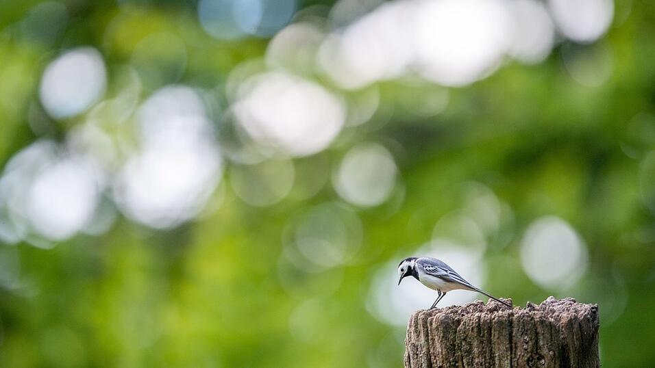 Die Bachstelze geh&ouml;rt zu den ersten R&uuml;ckkehrern unter den Zugv&ouml;geln. (Archivbild)