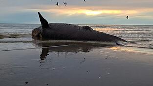 Dutzende toter Jungwale wurden in Patagonien an Land gesp&uuml;lt.