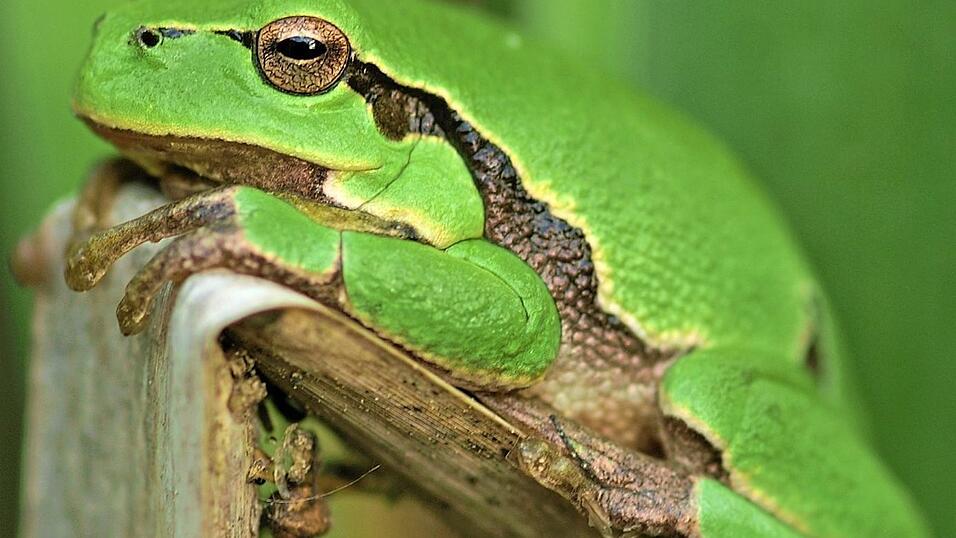 Vielleicht, so die Hoffnung, siedelt sich auf dem Gelände auch wieder der Laubfrosch an. Vielleicht, so die Hoffnung, siedelt sich auf dem Gelände auch wieder der Laubfrosch an.