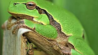 Vielleicht, so die Hoffnung, siedelt sich auf dem Gelände auch wieder der Laubfrosch an. Vielleicht, so die Hoffnung, siedelt sich auf dem Gelände auch wieder der Laubfrosch an.