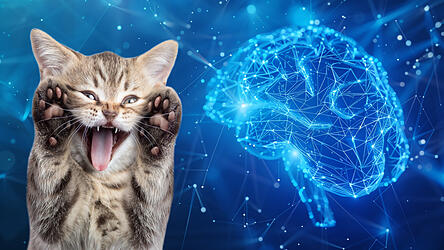 Neuronale Netzwerke imitieren das menschliche Gehirn. Die Technologie sorgt zum Beispiel auch dafür, welcher Cat Content uns auf Social Media begegnet.