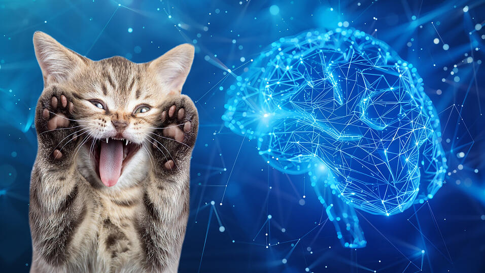 Neuronale Netzwerke imitieren das menschliche Gehirn. Die Technologie sorgt zum Beispiel auch dafür, welcher Cat Content uns auf Social Media begegnet.