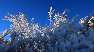 Der Junge hatte sich aus Angst vor Monstern in seinem Zimmer unter einer Hecke im Schnee versteckt. (Symbolbild)