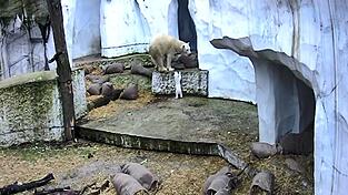 Das Eisbärbaby macht die ersten Erkundungen in der Außenanlage.
