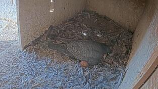 Die Eier im Martinsturm waren teils lange Zeit unbebr&uuml;tet.