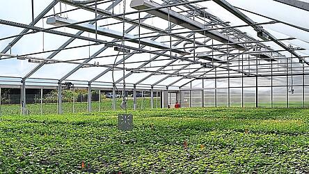 Pro Jahr werden im Folienhaus von Hopsteiner rund 120.000 Stecklinge vermehrt. Ein zweites befindet sich bereits in Planung. Pro Jahr werden im Folienhaus von Hopsteiner rund 120.000 Stecklinge vermehrt. Ein zweites befindet sich bereits in Planung.