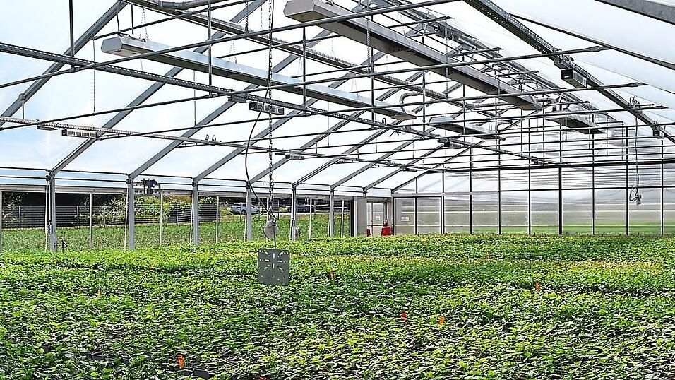Pro Jahr werden im Folienhaus von Hopsteiner rund 120.000 Stecklinge vermehrt. Ein zweites befindet sich bereits in Planung. Pro Jahr werden im Folienhaus von Hopsteiner rund 120.000 Stecklinge vermehrt. Ein zweites befindet sich bereits in Planung.