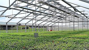 Pro Jahr werden im Folienhaus von Hopsteiner rund 120.000 Stecklinge vermehrt. Ein zweites befindet sich bereits in Planung. Pro Jahr werden im Folienhaus von Hopsteiner rund 120.000 Stecklinge vermehrt. Ein zweites befindet sich bereits in Planung.