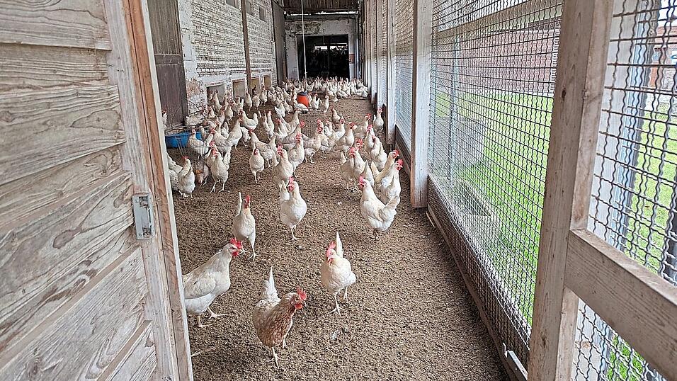 Diese Hühner haben Glück: Im Falle einer Aufstallpflicht geht es für sie halt in den Wintergarten.