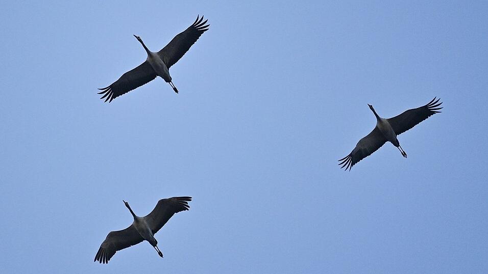 Kraniche fliegen am Morgenhimmel. Kraniche fliegen am Morgenhimmel.