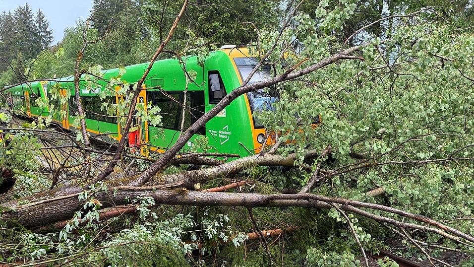 In Ludwigtshal ist ein Zug der Waldbahn mit einem Baum kollidiert.