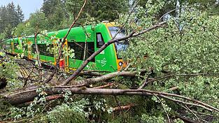 In Ludwigtshal ist ein Zug der Waldbahn mit einem Baum kollidiert. In Ludwigtshal ist ein Zug der Waldbahn mit einem Baum kollidiert.