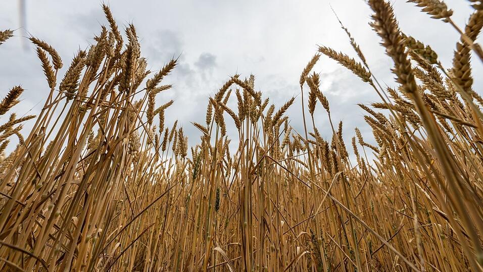 Bayerns Landwirtschaftsministerin Kaniber will keine Abhängigkeit bei Grundnahrungsmitteln. (Symbolbild) Bayerns Landwirtschaftsministerin Kaniber will keine Abhängigkeit bei Grundnahrungsmitteln. (Symbolbild)