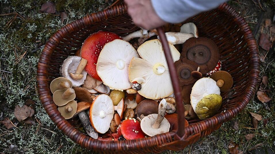 In Schmids Korb landen nicht nur essbare Pilze. In Schmids Korb landen nicht nur essbare Pilze.