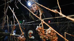 Seit etwa 230 Jahren werden in Franken Eisweine hergestellt. Seit etwa 230 Jahren werden in Franken Eisweine hergestellt.