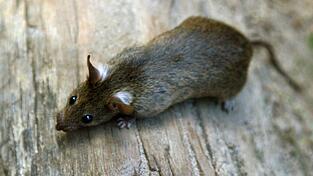 Im Norma-Zentrallager in Regenstauf sind Ratten festgestellt worden. (Symbolbild) Im Norma-Zentrallager in Regenstauf sind Ratten festgestellt worden. (Symbolbild)