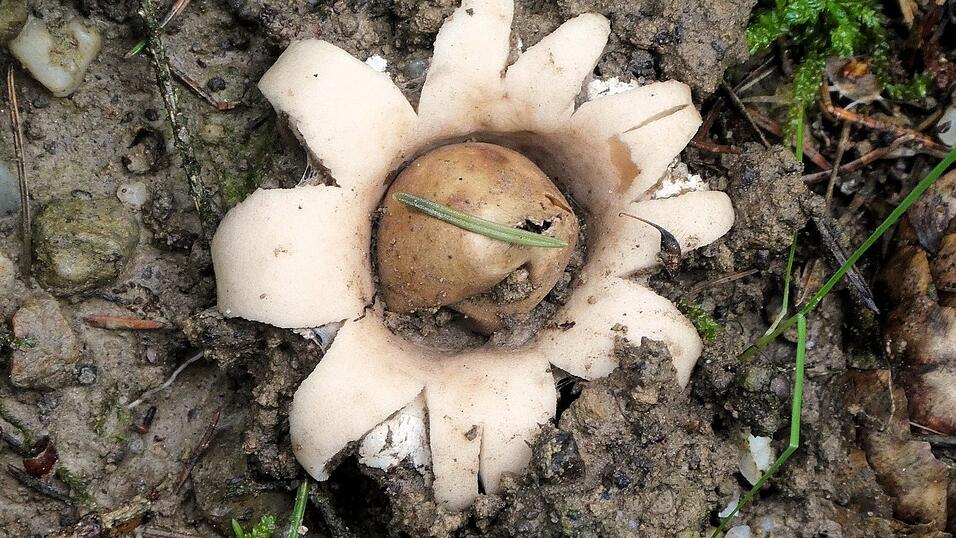 Diesen Gewimperten Erdstern hat unsere Leserin Doris Seidlitz im Wald zwischen Teisbach und Schermau fotografiert. Der Pilz mit seiner auffälligen Form ist zwar schön anzuschauen - allerdings ungenießbar. Diesen Gewimperten Erdstern hat unsere Leserin Doris Seidlitz im Wald zwischen Teisbach und Schermau fotografiert. Der Pilz mit seiner auffälligen Form ist zwar schön anzuschauen - allerdings ungenießbar.