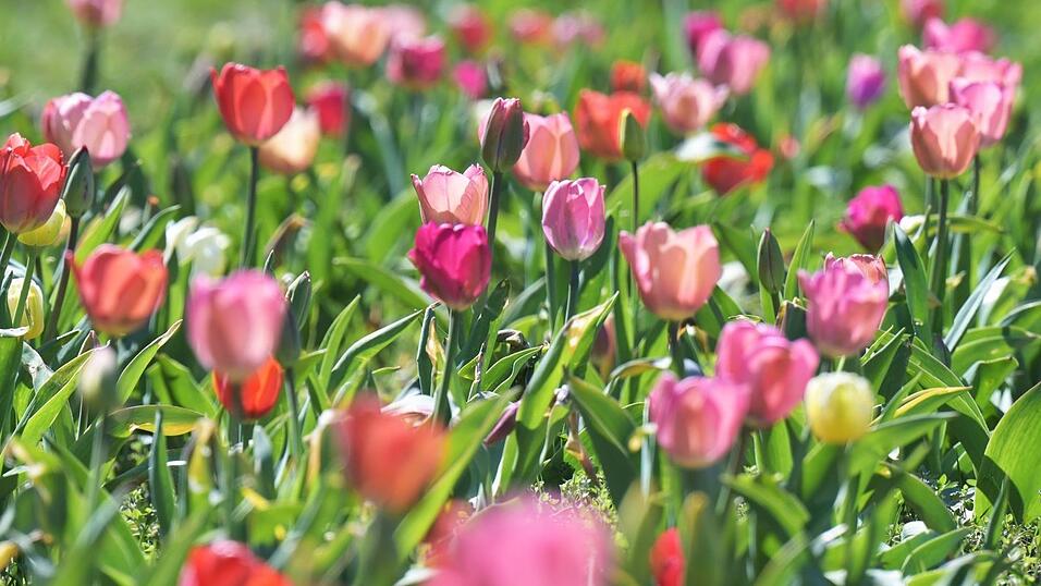 Das Wetter in Bayern soll frühlingshaft bleiben. (Archivbild) Das Wetter in Bayern soll frühlingshaft bleiben. (Archivbild)