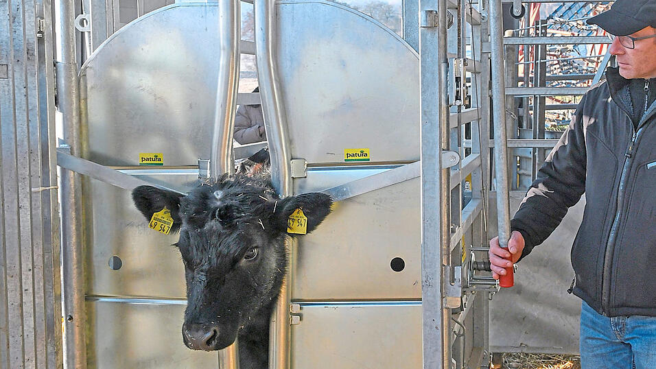 Ein Rind wird in der Durchtriebsfalle einer mobilen Schlachteinheit fixiert. Diese Methode erlaubt die Schlachtung von Rindern ohne Tiertransporte und damit ohne zus&auml;tzlichen Stress f&uuml;r die Tiere. Dabei kommt der Schlachter mit einem eigens daf&uuml;r entwickelten Schlachtanh&auml;nger auf den Hof.
