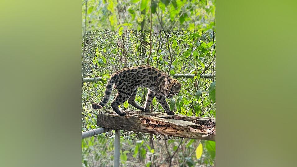 Ein Leopardus tilcayo lebt im Tierheim «La Senda Verde». Ein Leopardus tilcayo lebt im Tierheim «La Senda Verde».