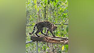 Ein Leopardus tilcayo lebt im Tierheim «La Senda Verde». Ein Leopardus tilcayo lebt im Tierheim «La Senda Verde».