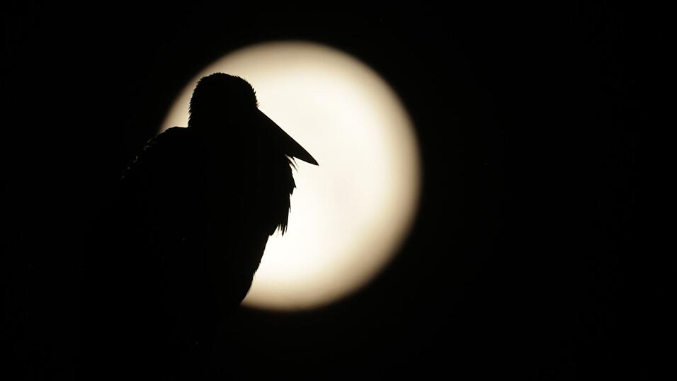 Am Sonntag war Vollmond - sein Licht wird es noch in den nächsten Tagen erschweren, Perseiden zu entdecken. (Archivbild)