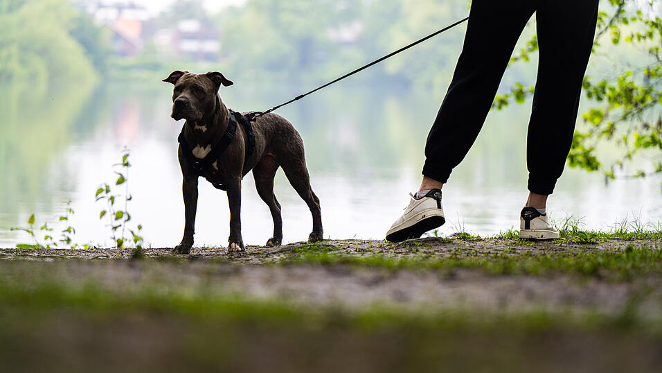 Nach dem Angriff des anderen Hundes musste die H&uuml;ndin des Landshuters in die Tierklinik. (Symbolbild)