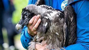 Als Recka ausgewildert wurde, war sie noch klein und konnte nicht fliegen. Jetzt hat sie schon einen Partner. (Archivbild)