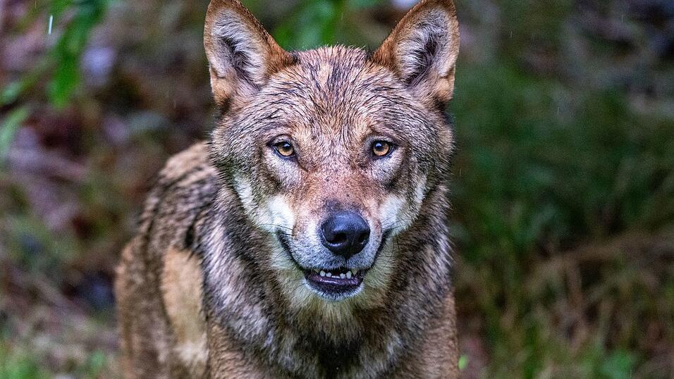 Im Gehege des Nationalparkzentrums Falkenstein im Bayerischen Wald werden Wölfe gehalten, etliche Artgenossen leben aber mittlerweile auch frei in Bayern. (Archivbild) Im Gehege des Nationalparkzentrums Falkenstein im Bayerischen Wald werden Wölfe gehalten, etliche Artgenossen leben aber mittlerweile auch frei in Bayern. (Archivbild)