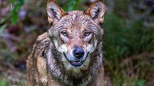 Im Gehege des Nationalparkzentrums Falkenstein im Bayerischen Wald werden Wölfe gehalten, etliche Artgenossen leben aber mittlerweile auch frei in Bayern. (Archivbild) Im Gehege des Nationalparkzentrums Falkenstein im Bayerischen Wald werden Wölfe gehalten, etliche Artgenossen leben aber mittlerweile auch frei in Bayern. (Archivbild)