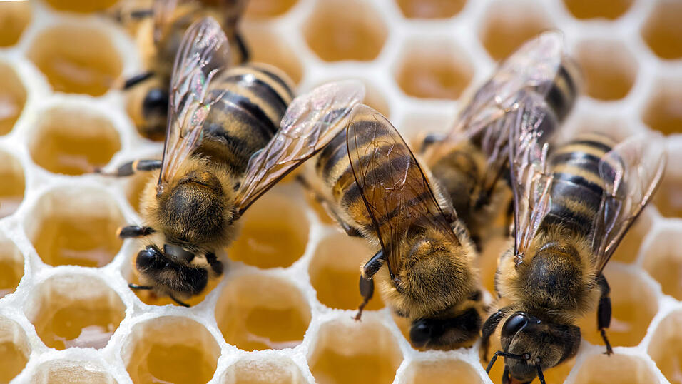 Imker k&ouml;nnen aufatmen: Das Veterin&auml;ramt hat auch den letzten Sperrbezirk bei Weng aufgehoben. Vorsicht ist aber immer noch geboten.