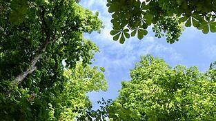 Auch ein ehemaliger Exot: Kastanien in einem Landshuter Biergarten