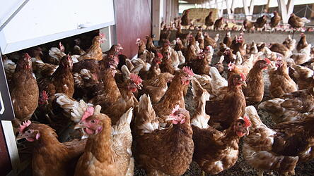 An einen bestehenden H&auml;hnchenmaststall in Uttenkofen wird ein &bdquo;Kaltscharrraum&ldquo; angebaut.