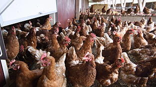 An einen bestehenden H&auml;hnchenmaststall in Uttenkofen wird ein &bdquo;Kaltscharrraum&ldquo; angebaut.